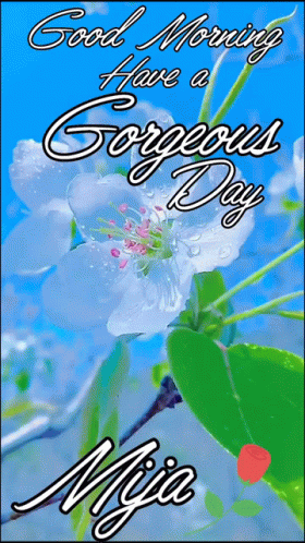 A Picture Of A Flower With The Words Good Morning Have A Gorgeous Day On It GIF