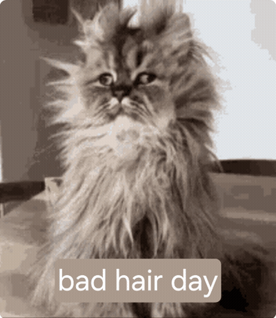 A Picture Of A Fluffy Cat With The Words Bad Hair Day Below It GIF