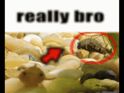 A Picture Of A Fly With The Words Really Bro On The Bottom GIF