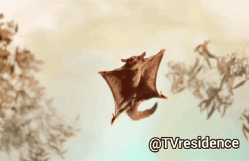 A Picture Of A Flying Squirrel With The Hashtag @Tvresidence GIF