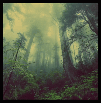 A Picture Of A Foggy Forest With A Watermark That Says ' No Copyright Infringement ' On It GIF