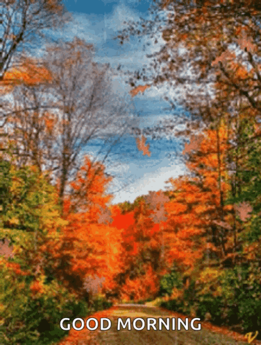 A Picture Of A Forest With The Words " Good Morning " On It GIF