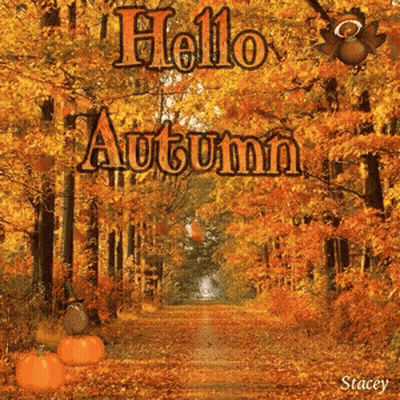 A Picture Of A Forest With The Words Hello Autumn GIF