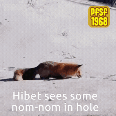 A Picture Of A Fox In The Snow With The Words Hibet Sees Some Nom-Nom In Hole Below It GIF