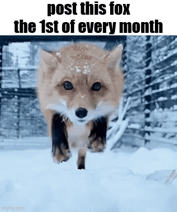 A Picture Of A Fox Running In The Snow With A Caption That Says Post This Fox The 1St Of Every Month GIF
