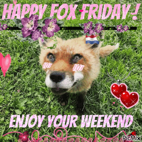 A Picture Of A Fox That Says Happy Fox Friday GIF