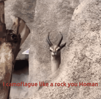A Picture Of A Gazelle With The Words I Camouflage Like A Rock You Homan Below It GIF