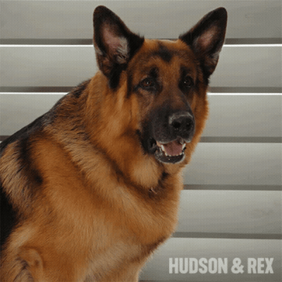 A Picture Of A German Shepherd With The Name Hudson & Rex On The Bottom Right GIF