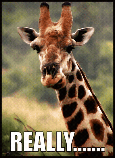 A Picture Of A Giraffe With The Words " Really " Below It GIF
