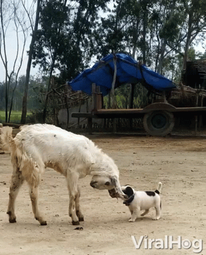 A Picture Of A Goat And A Puppy With The Words Viralhog On The Bottom Right GIF