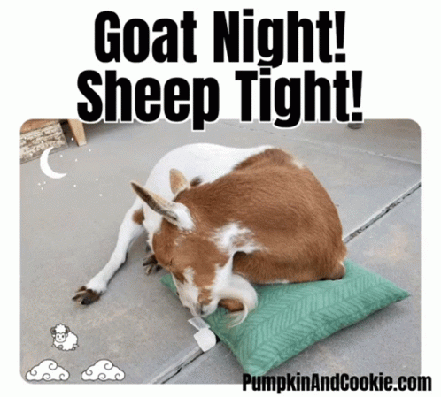 A Picture Of A Goat Sleeping On A Pillow With A Caption That Says Goat Night Sheep Tight GIF