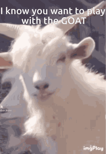 A Picture Of A Goat With The Words " I Know You Want To Play With The Goat " GIF