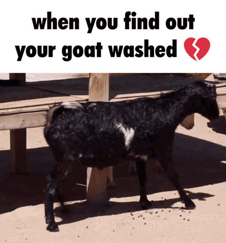 A Picture Of A Goat With The Words " When You Find Out Your Goat Washed " Below It GIF