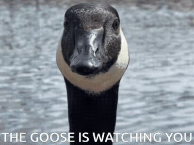A Picture Of A Goose With The Words The Goose Is Watching You Below It GIF