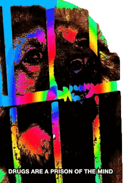 A Picture Of A Gorilla Behind Bars With The Words Drugs Are A Prison Of The Mind Below It Sticker