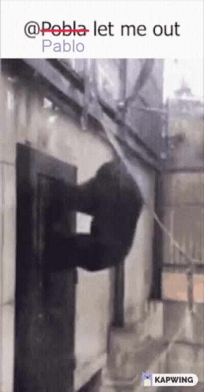 A Picture Of A Gorilla Hanging On A Wall With The Caption " @Pablo Let Me Out Pablo " GIF