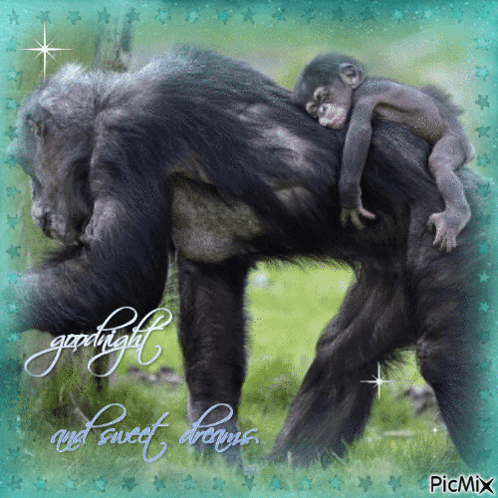 A Picture Of A Gorilla With A Baby On Its Back With The Words Goodnight And Sweet Dreams Written Below It GIF