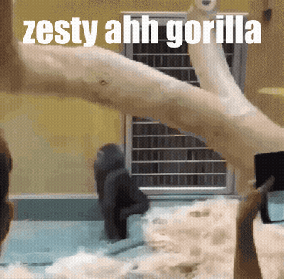 A Picture Of A Gorilla With The Words Zesty Ahh Gorilla On It GIF