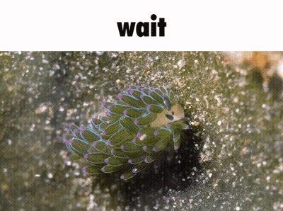 A Picture Of A Green And Purple Sea Slug With The Word Wait Below It GIF