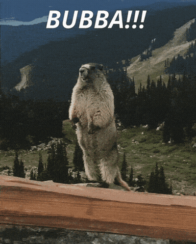 A Picture Of A Groundhog With The Words Bubba Pay Attention To Me On The Bottom GIF