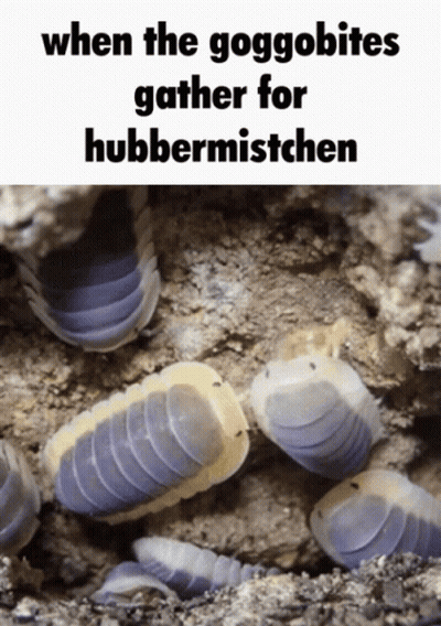 A Picture Of A Group Of Purple And White Bugs With The Caption When The Goggobites Gather For Hubbermistchen GIF