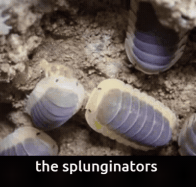 A Picture Of A Group Of Purple And White Worms With The Words The Splunginators Below Them GIF