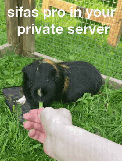A Picture Of A Guinea Pig With The Words Sifas Pro In Your Private Server Written Above It GIF