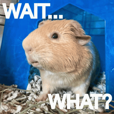 A Picture Of A Guinea Pig With The Words Wait What Written On It GIF