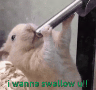 A Picture Of A Hamster With The Words I Wanna Swallow U On It GIF