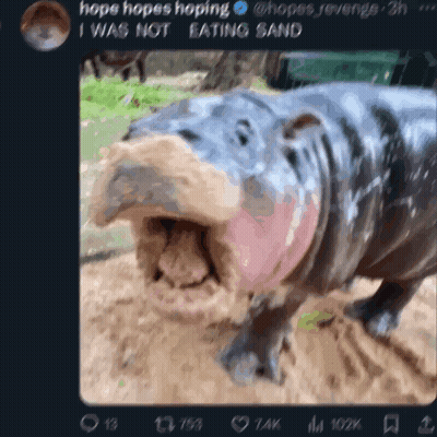 A Picture Of A Hippo With Its Mouth Wide Open GIF