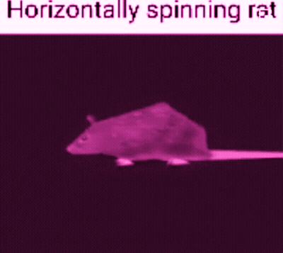 A Picture Of A Horizontally Spinning Rat On A Black Background GIF