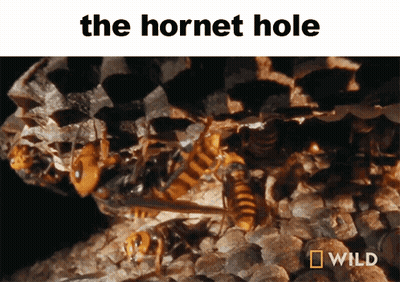 A Picture Of A Hornet Hole With A Wild Logo Below It GIF