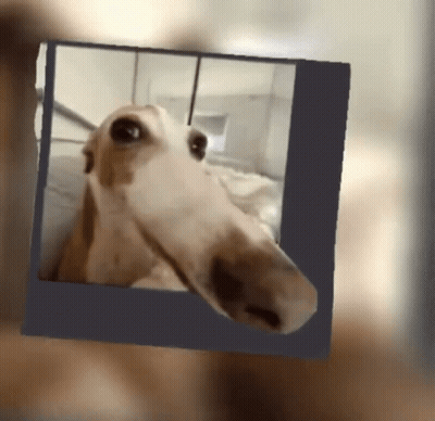 A Picture Of A Horse With A Very Long Neck GIF