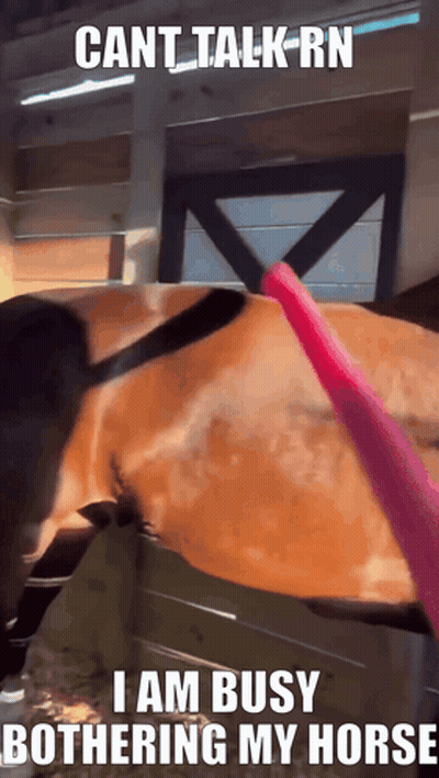 A Picture Of A Horse With The Caption Cant Talk Rn I Am Busy Bothered My Horse GIF