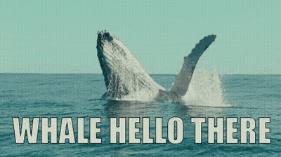 A Picture Of A Humpback Whale Jumping Out Of The Water With The Words " Whale Hello There " Below It GIF