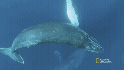 A Picture Of A Humpback Whale With The Words National Geographic On The Bottom GIF