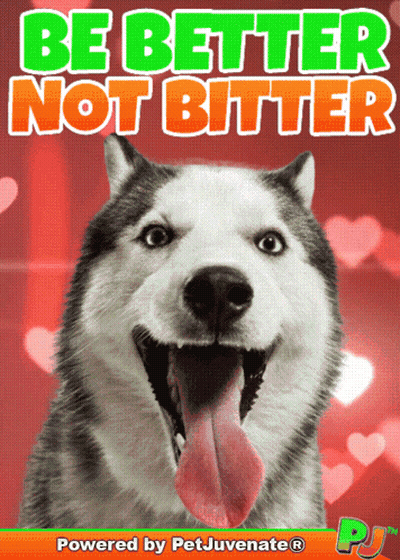 A Picture Of A Husky Dog With The Words " Be Better Not Bitter " Above It GIF
