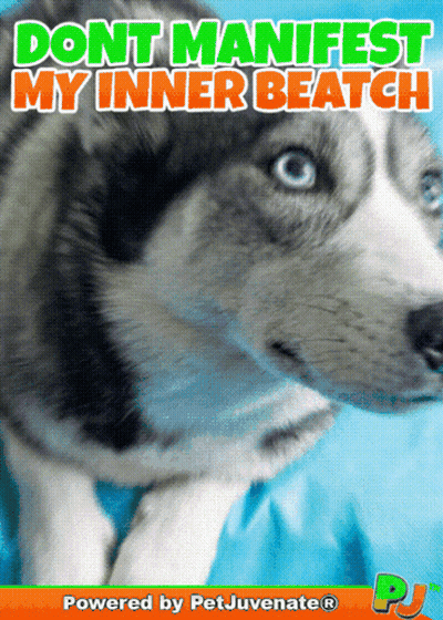 A Picture Of A Husky Dog With The Words " Dont Manifest My Inner Beatch " Above It GIF