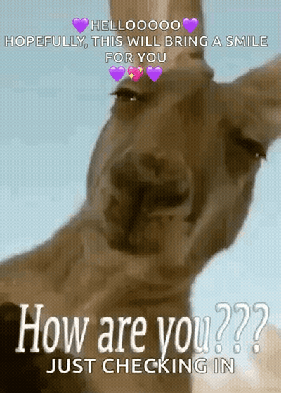A Picture Of A Kangaroo With The Words How Are You Just Checking In On It GIF