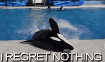A Picture Of A Killer Whale In A Pool With The Words I Regret Nothing Below It GIF