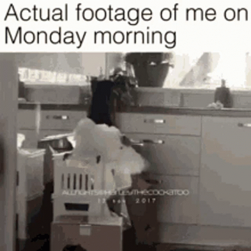 A Picture Of A Kitchen With A Caption That Says Actual Footage Of Me On Monday Morning . GIF
