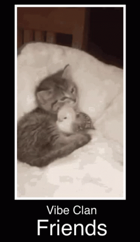 A Picture Of A Kitten Laying On A Bed With The Words " Vibe Clan Friends " Below It GIF