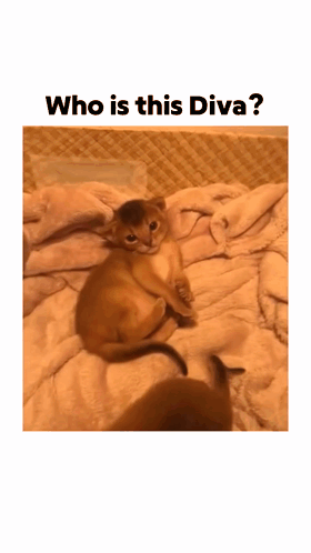 A Picture Of A Kitten Laying On A Blanket With The Caption " Who Is This Diva " GIF
