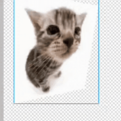 A Picture Of A Kitten Looking At The Camera GIF
