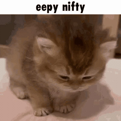 A Picture Of A Kitten With A Caption That Says Eepy Niffty GIF