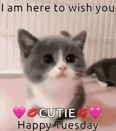 A Picture Of A Kitten With A Message That Says " I Am Here To Wish You Cutie Happy Tuesday " . GIF