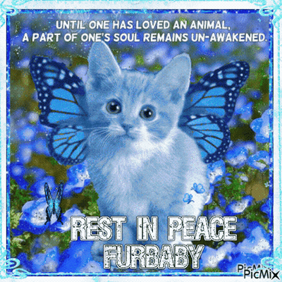 A Picture Of A Kitten With Blue Butterflies On Its Wings And The Words Rest In Peace Furbaby GIF