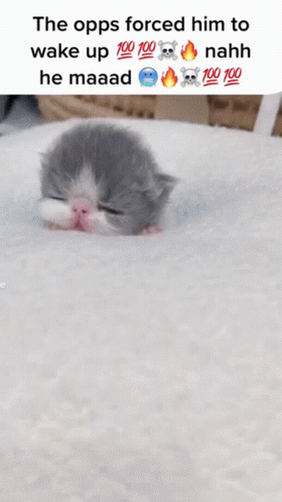 A Picture Of A Kitten With The Caption " The Opps Forced Him To Wake Up " GIF