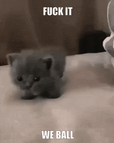 A Picture Of A Kitten With The Words Fuck It We Ball GIF
