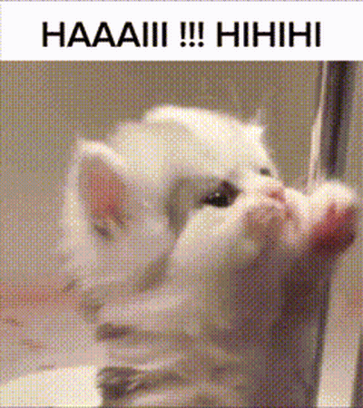 A Picture Of A Kitten With The Words Haaaiii !!! Hihihi GIF